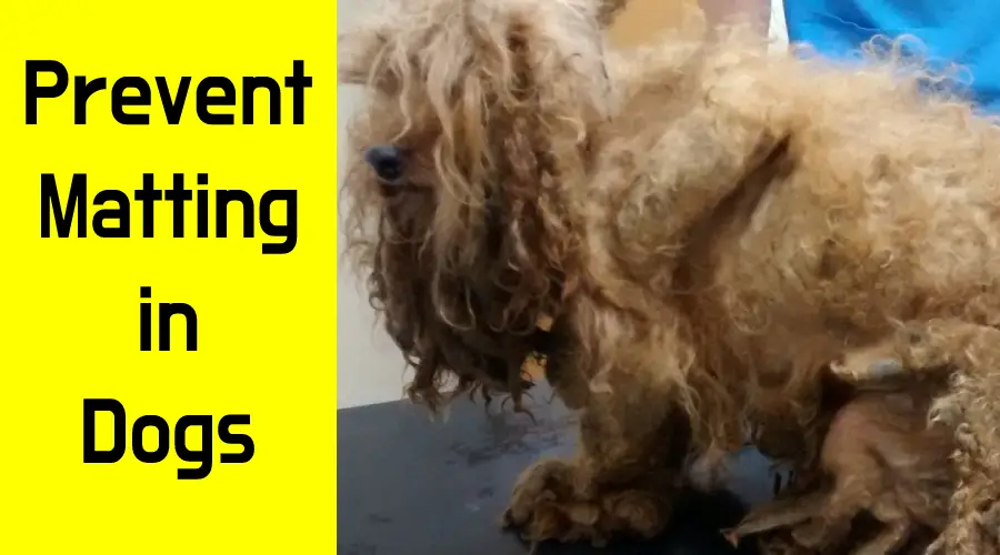 How to Prevent Matting in Dogs