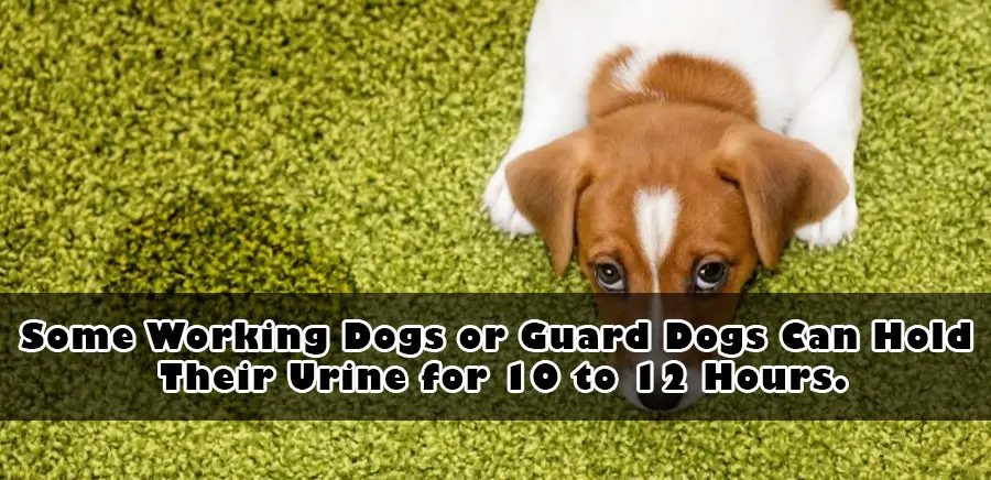 Some working dogs or guard dogs can hold their urine for 10 to 12 hours.