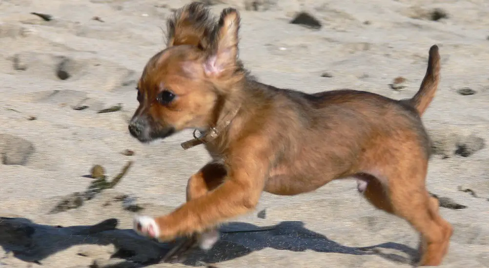 What Do Chihuahuas Like to Play With