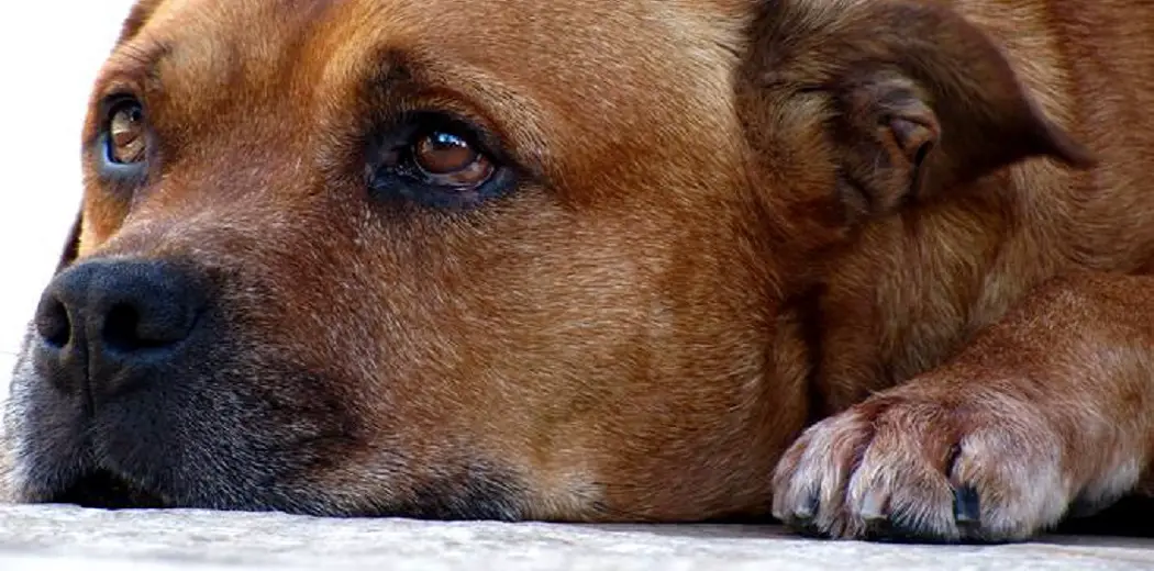 What Happens If You Cut a Dog's Whiskers