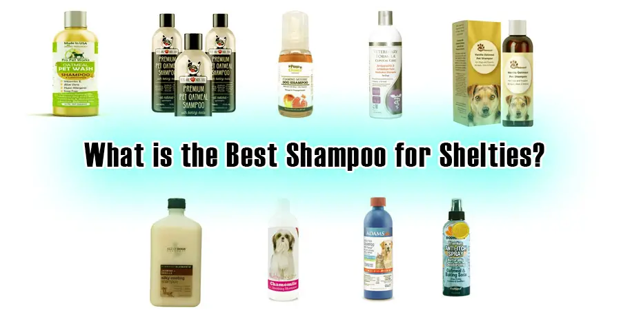 What is the Best Shampoo for Shelties