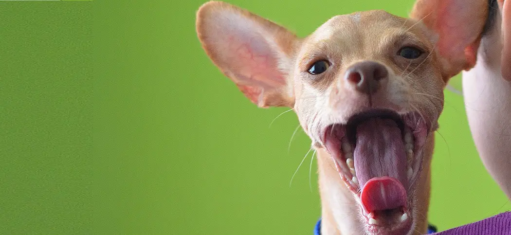 When Do Chihuahuas Lose Their Baby Teeth