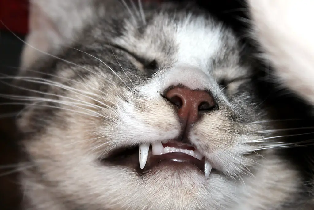 Why Do Cats Rub Their Teeth on Me