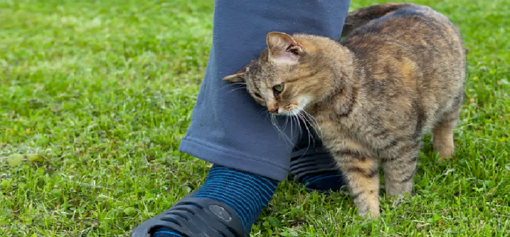 Why Do Cats Walk in Front of Your Feet