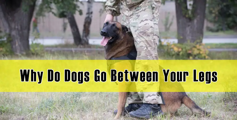 Why Do Dogs Go Between Your Legs