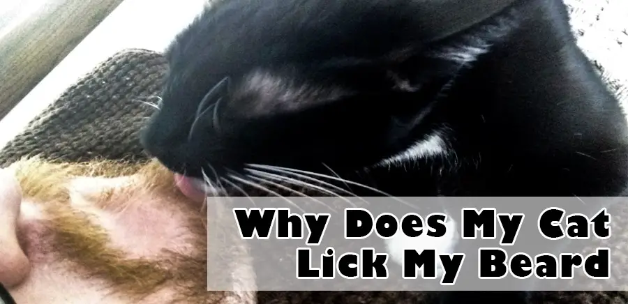 Why Does My Cat Lick My Beard (2022) - My Pets Guide