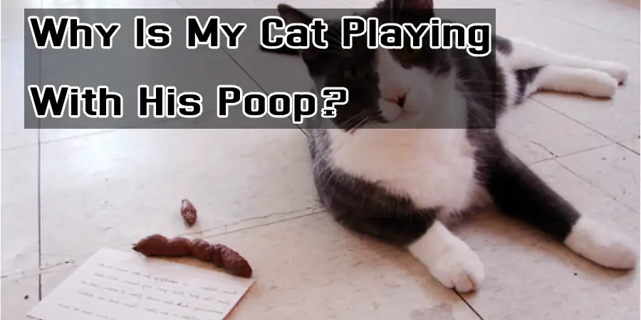 Why Is My Cat Playing With His Poop