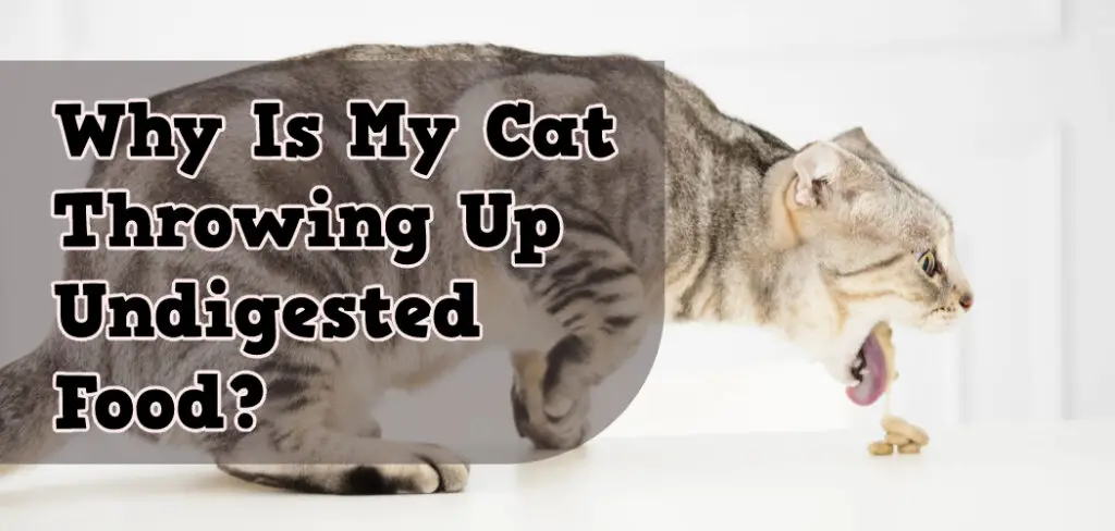 why-is-my-cat-throwing-up-undigested-food-5-reasons