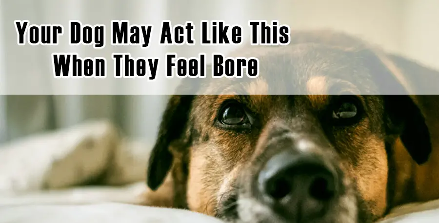 Your Dog May Act Like This When They Feel Bore