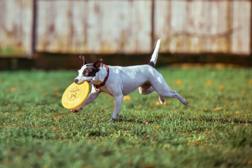 Dog play with Frisbee