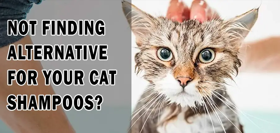 Alternative for cat shampoos