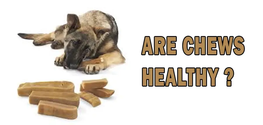 Are Chews healthy