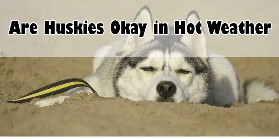 Are Huskies Okay in Hot Weather?
