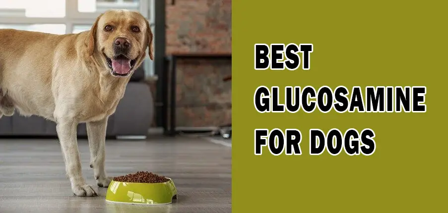 Best Glucosamine for Dogs