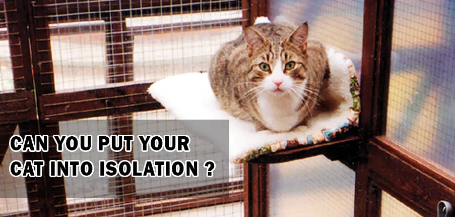 Can you put your cat into isolation