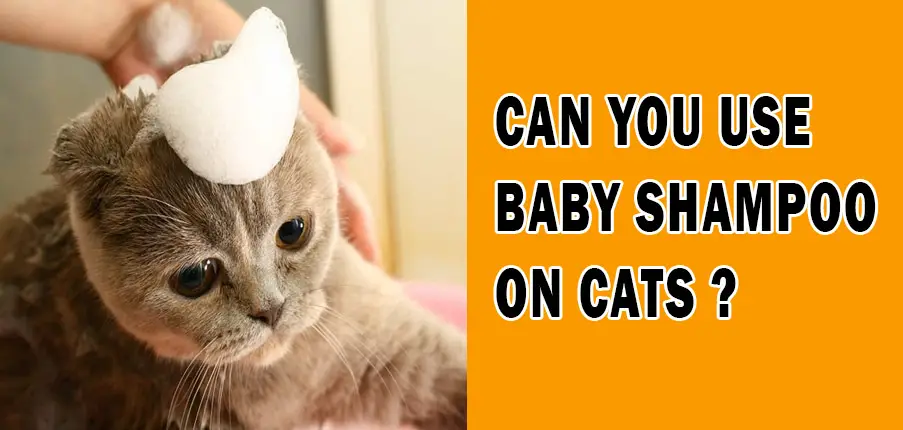 Can you use babu shampoo on cats