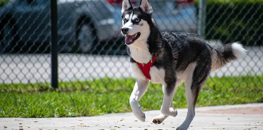 How to Control Husky Shedding