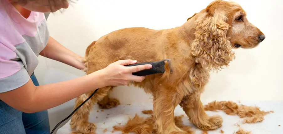 Hair Shaving Dogs