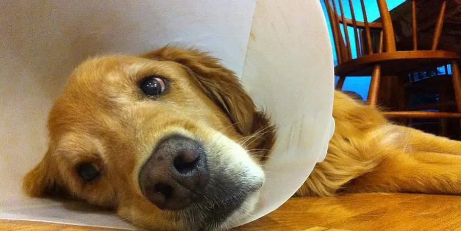 How Long Should A Dog Wear A Cone After Surgery