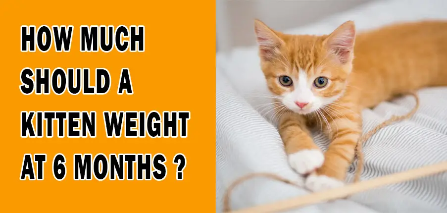 How Much Should A Kitten Weigh at 6 Months