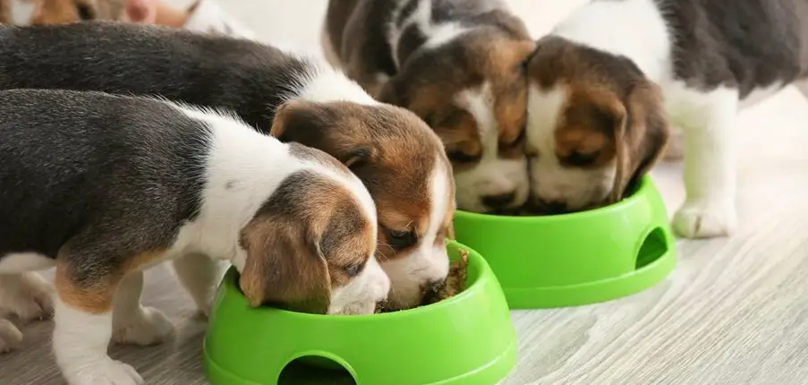 How Much to Feed a Beagle Puppy