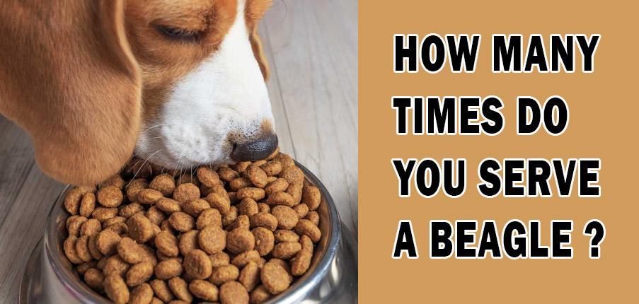 How Much to Feed a Beagle Puppy