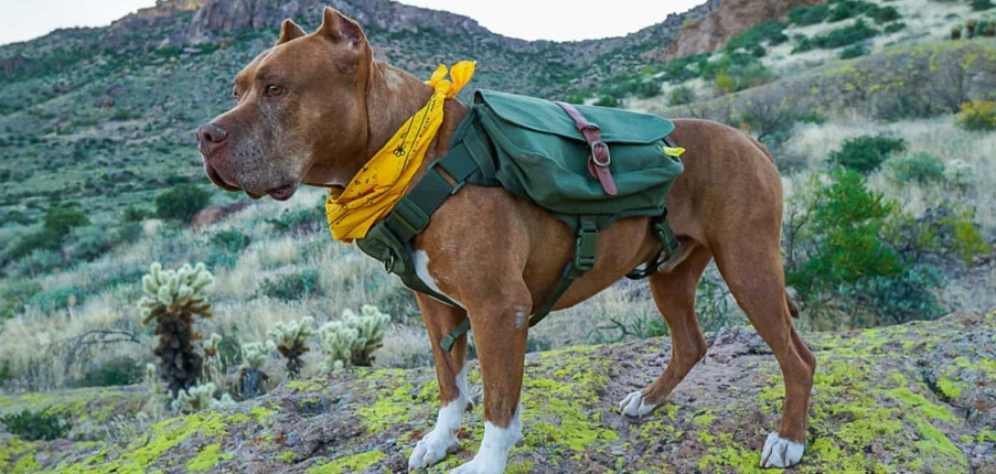 How to Make a Doggie Backpack