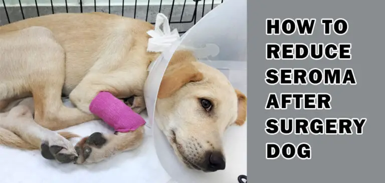 how-to-reduce-seroma-after-surgery-dog-update-2021