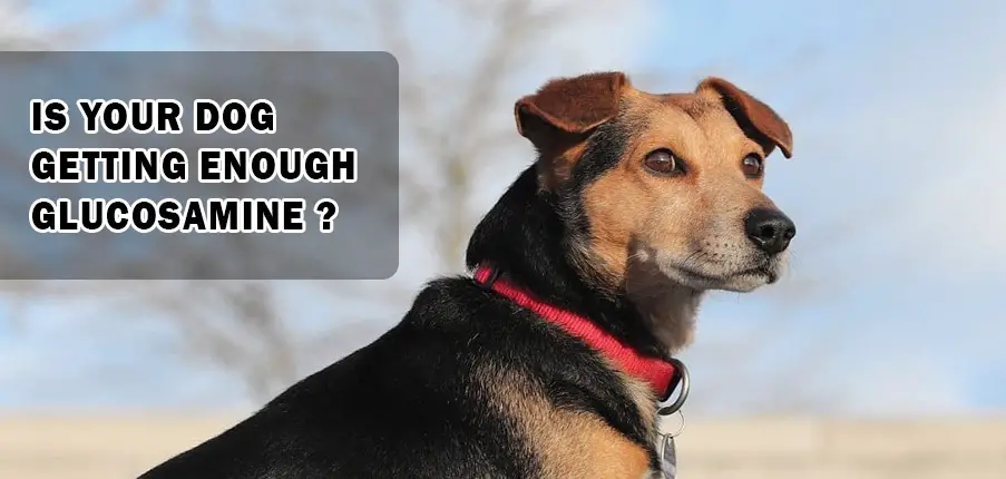 Is your dog getting enough Glucosamine