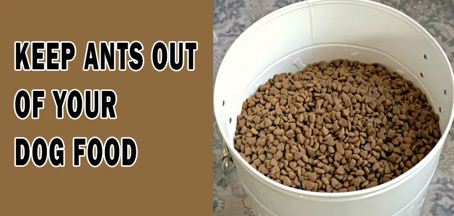 Keep Ants Out of Your Dog Food