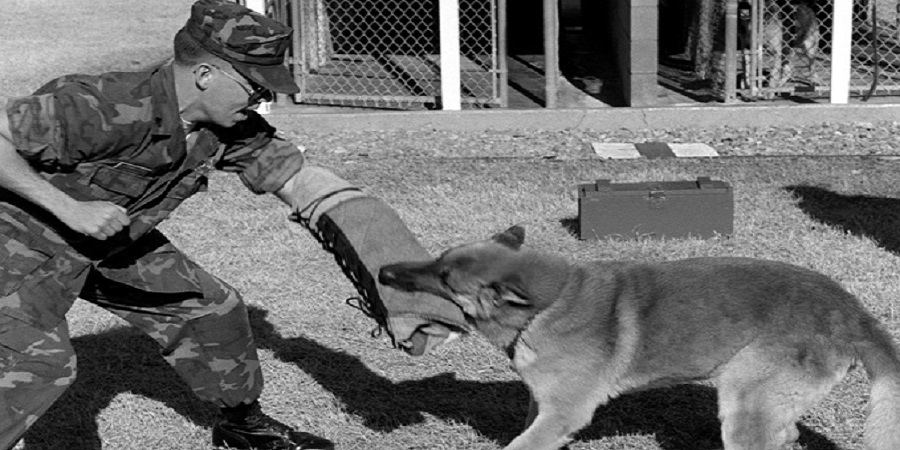 Learn-to-Defense-Against-the-Dog