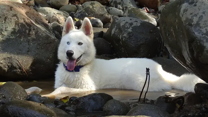 How to Control Husky Shedding