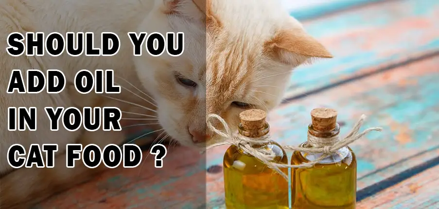 Should you add oil in your cat food