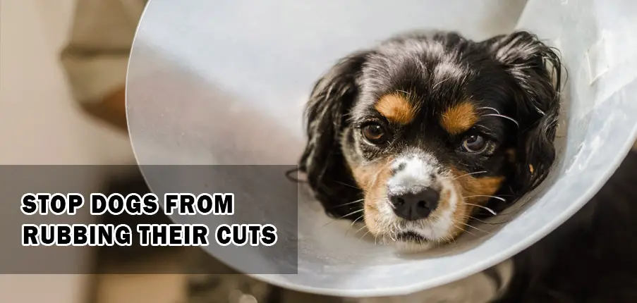 Stop Dogs From Rubbing Their Cuts