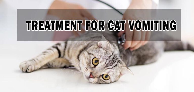 Best Cat Food for Older Cats That Vomit (2021) Your Pets Guide