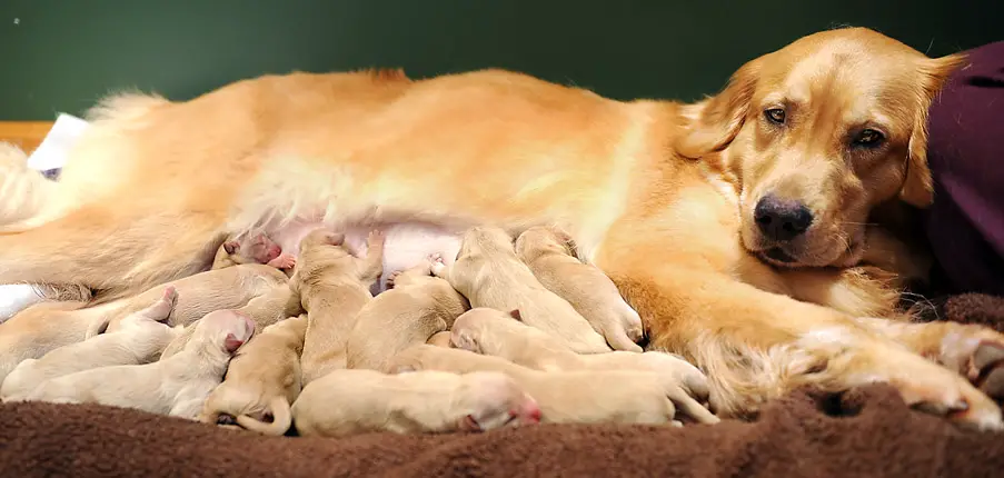 When-does-Labor-Occur-in-Dogs