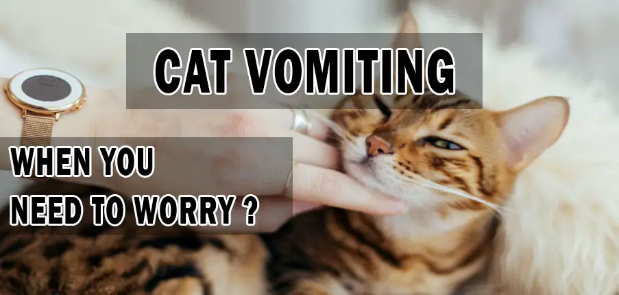 cat vomitting-when you need to worry