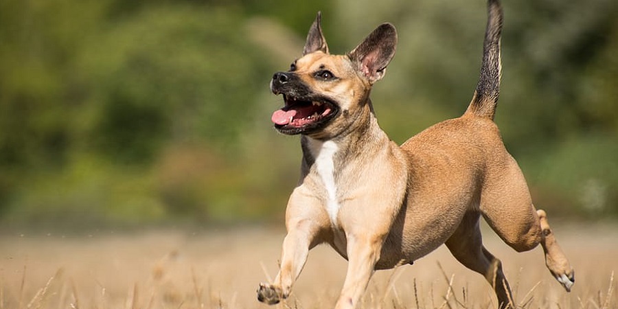 How Much Glucosamine Chondroitin for Dogs