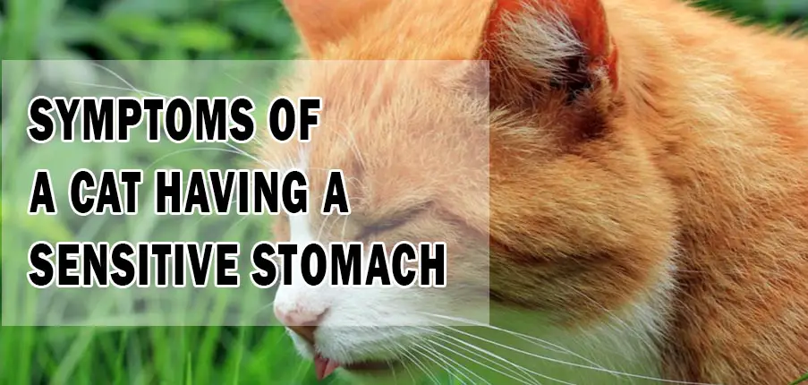 symptoms of a cat having a sensitive stomach