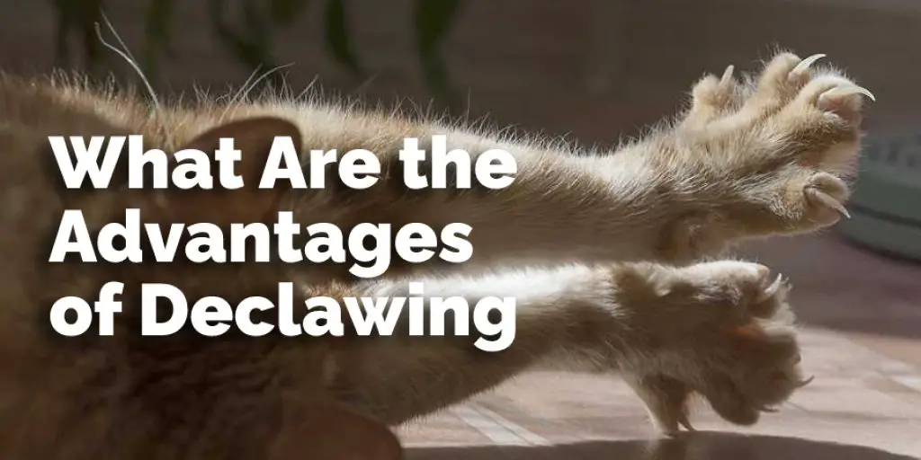 What Are the Advantages of Declawing