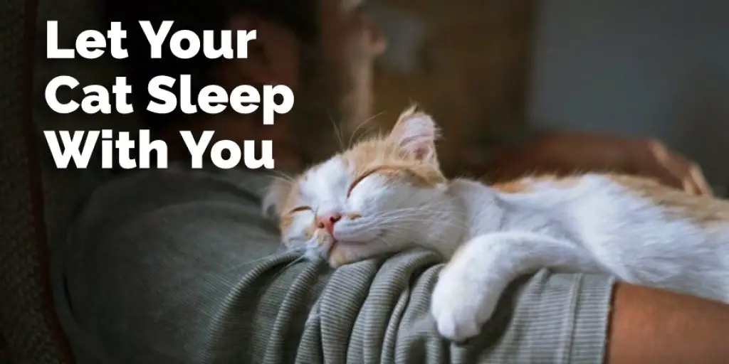 Let Your Cat Sleep With You