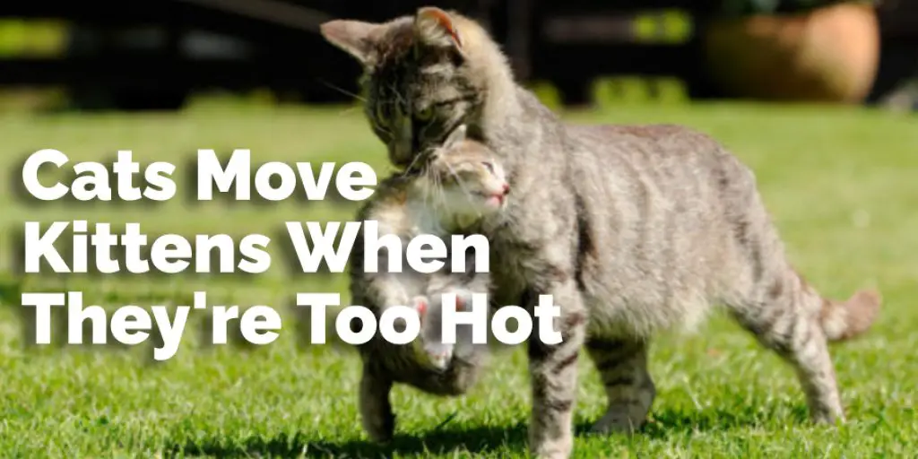 Cats Move Kittens When They're Too Hot