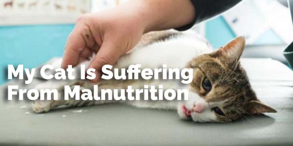 My Cat Is Suffering From Malnutrition