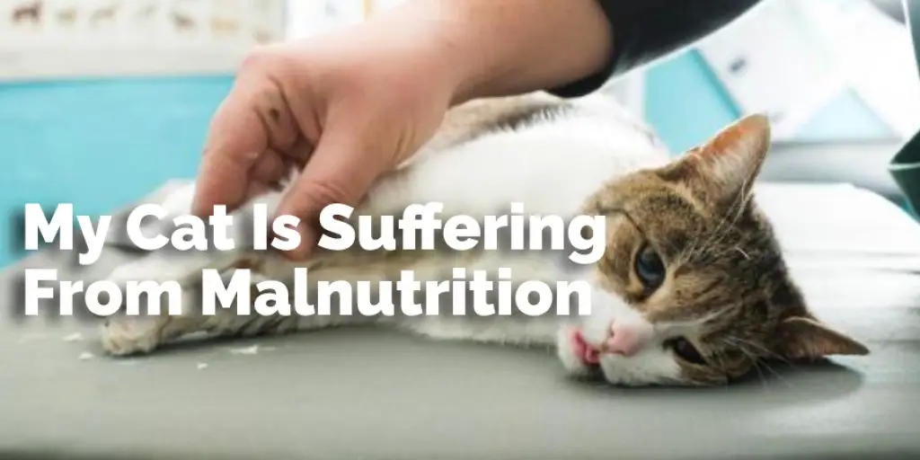 My Cat Is Suffering From Malnutrition