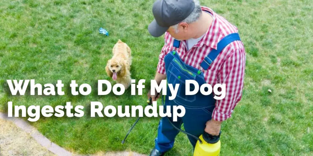 What to Do if My Dog Ingests Roundup