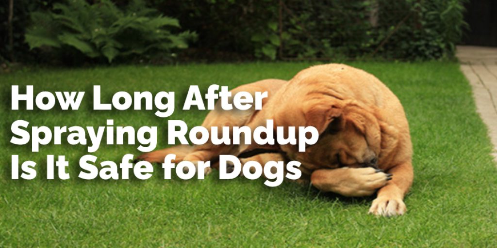 How Long After Spraying Roundup Is It Safe for Dogs
