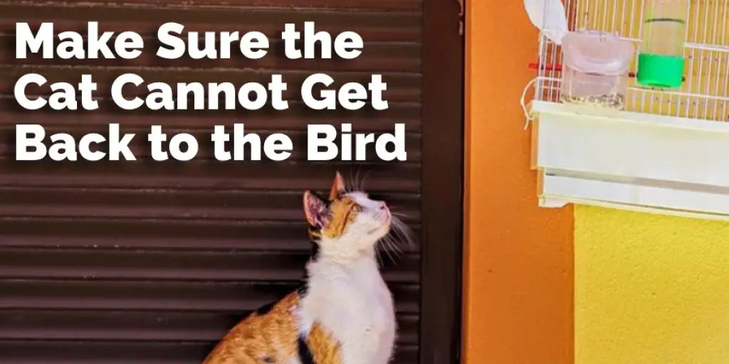 Make Sure the Cat Cannot Get Back to the Bird