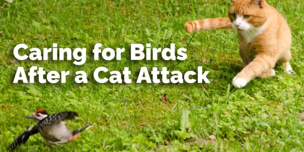 Caring for Birds After a Cat Attack