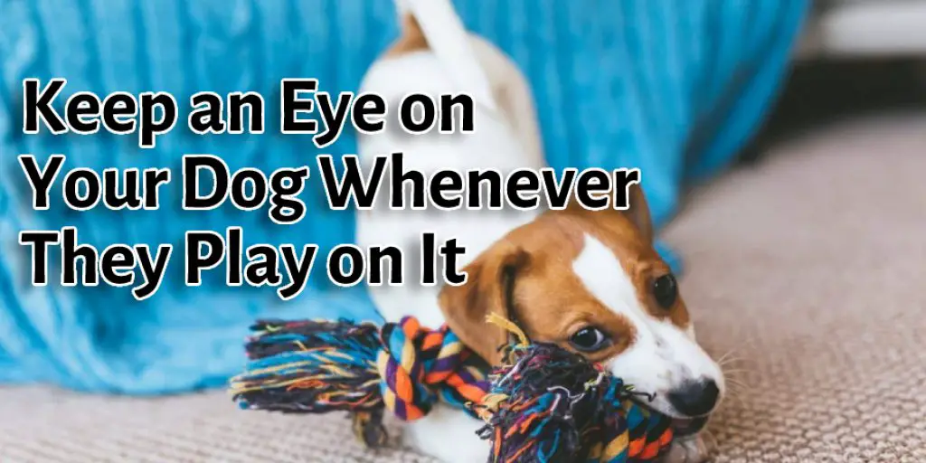 Keep an Eye on Your Dog Whenever They Play on It