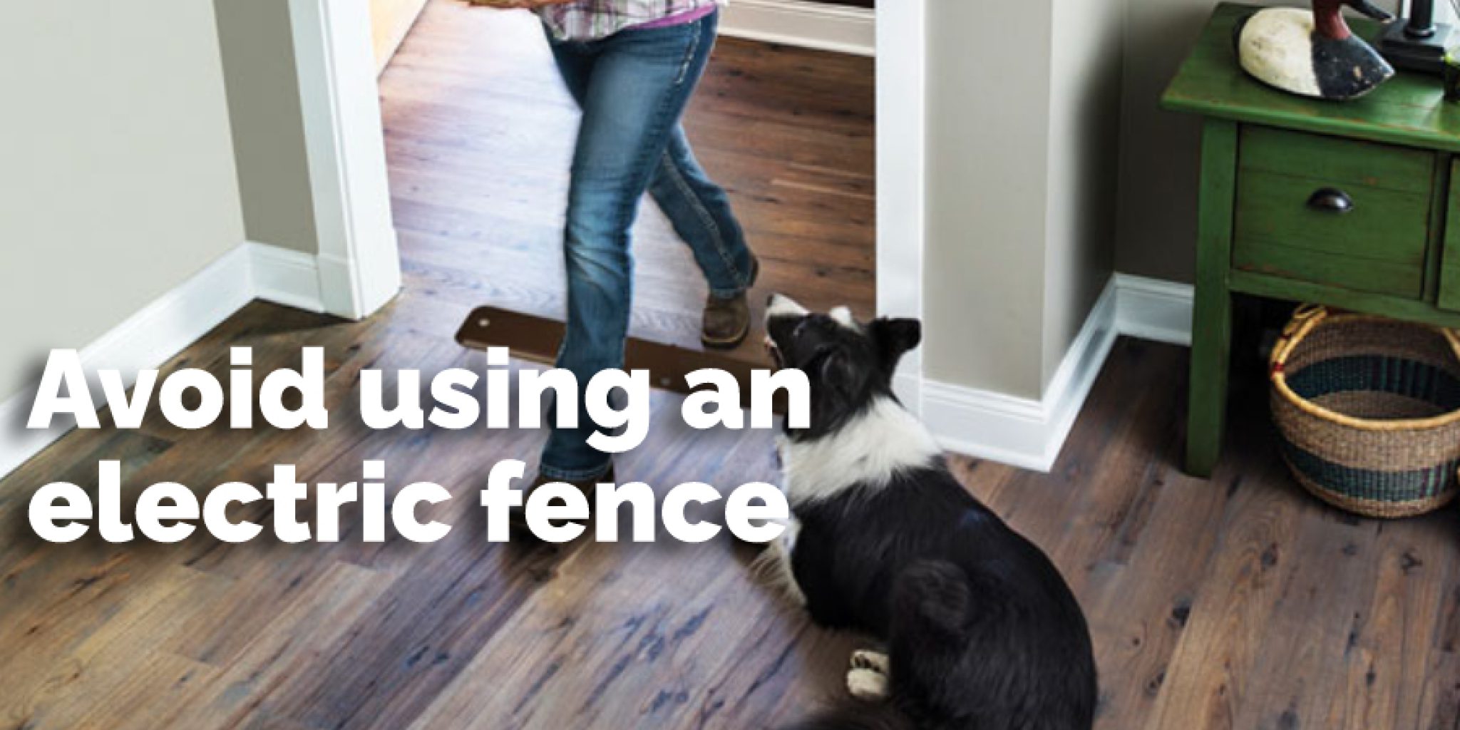 How to Protect Carpet From Dogs My Pets Guide